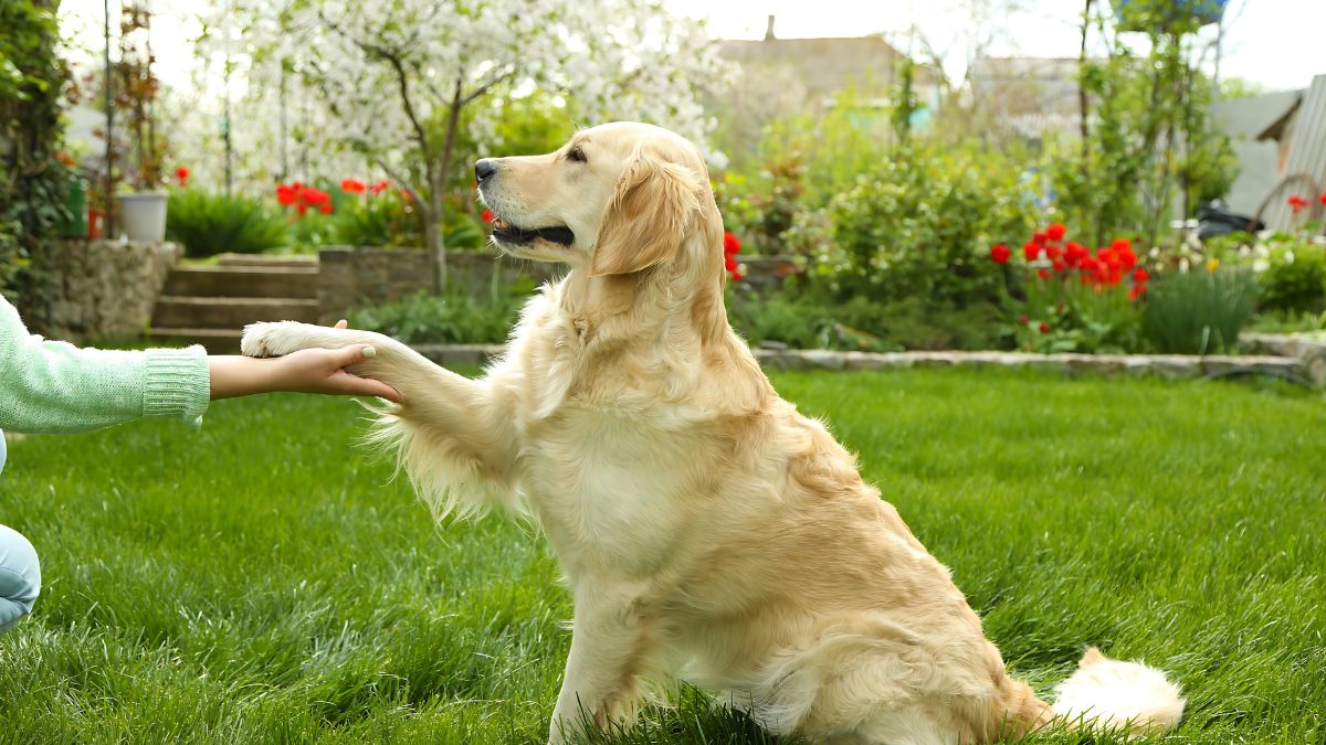 12 Signs Your Dog Loves You 10 They Rub Against You Or Touch You With Their Paws