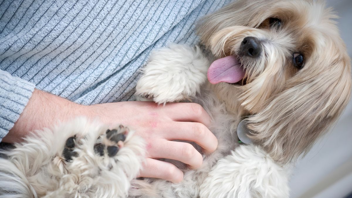 12 Signs Your Dog Loves You 9 Asking For Tummy Rubs