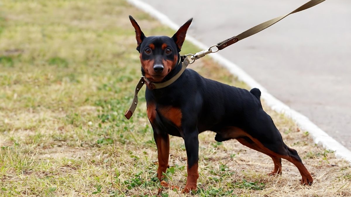 12 Dog Breeds That Live The Longest 9 Mini Pinscher