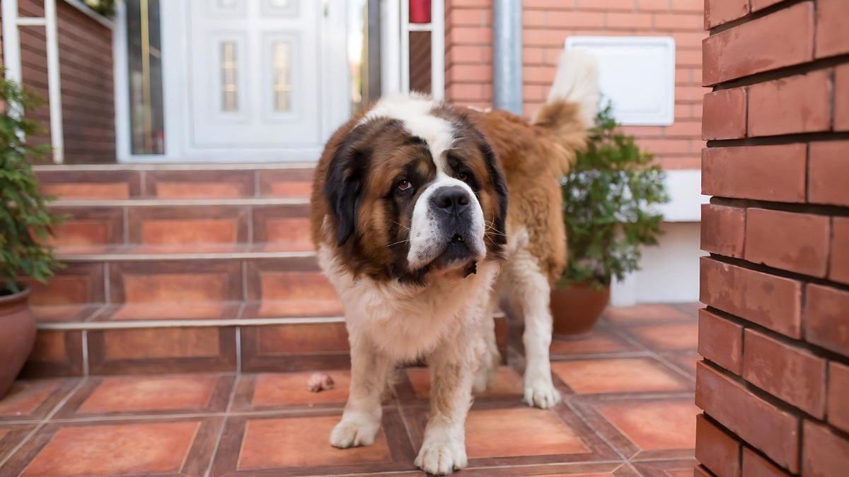 Top 10 Dog Breeds With The Highest Cancer Rate 7 5. Saint Bernard