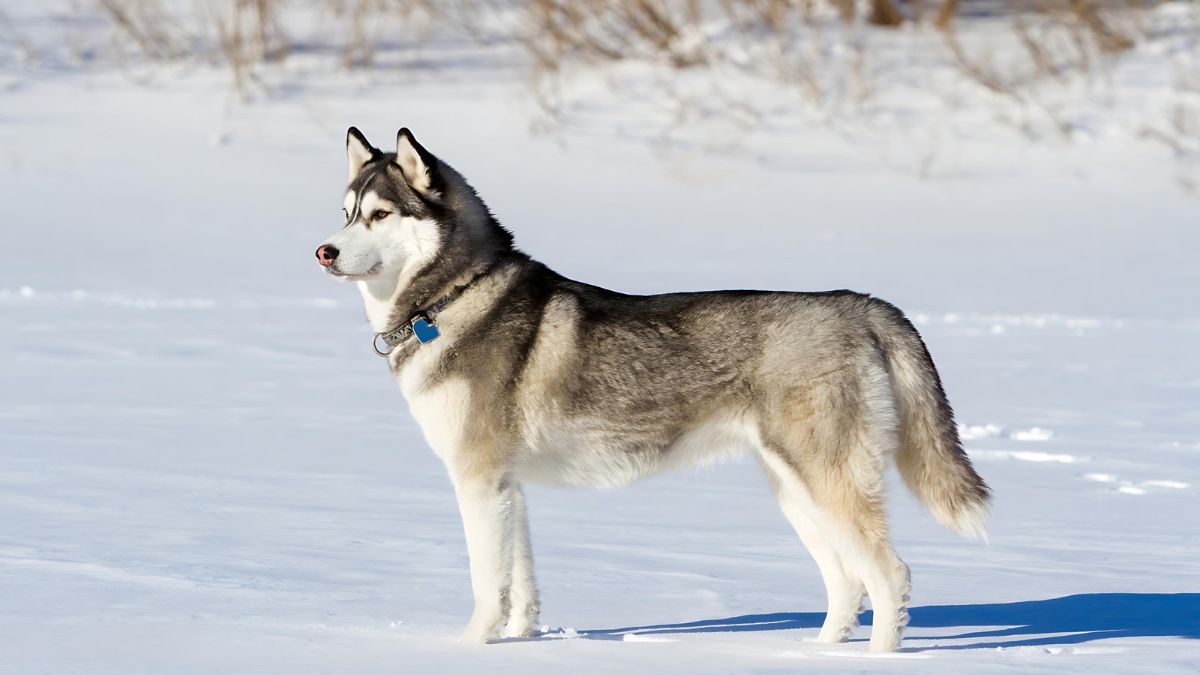 These 10 Dog Breeds Should NOT Be Around Small Children 7 Siberian Husky