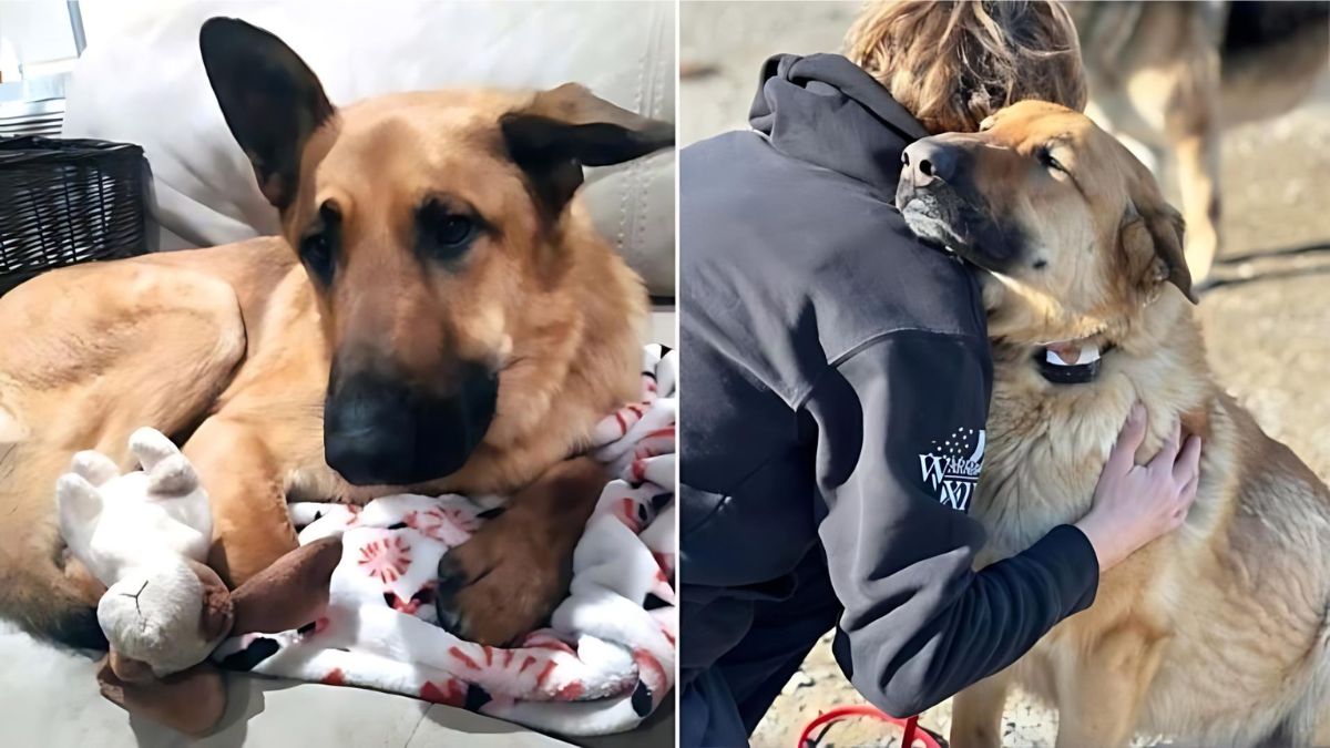 12 Dog Stories That Will Anger You 8 Beaten German Shepherd Still Looking For A Home After 2 Years
