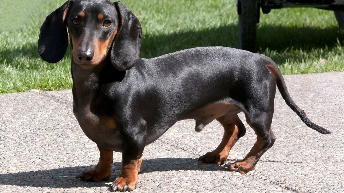 12 Dog Breeds That Live The Longest 8 Dachshund