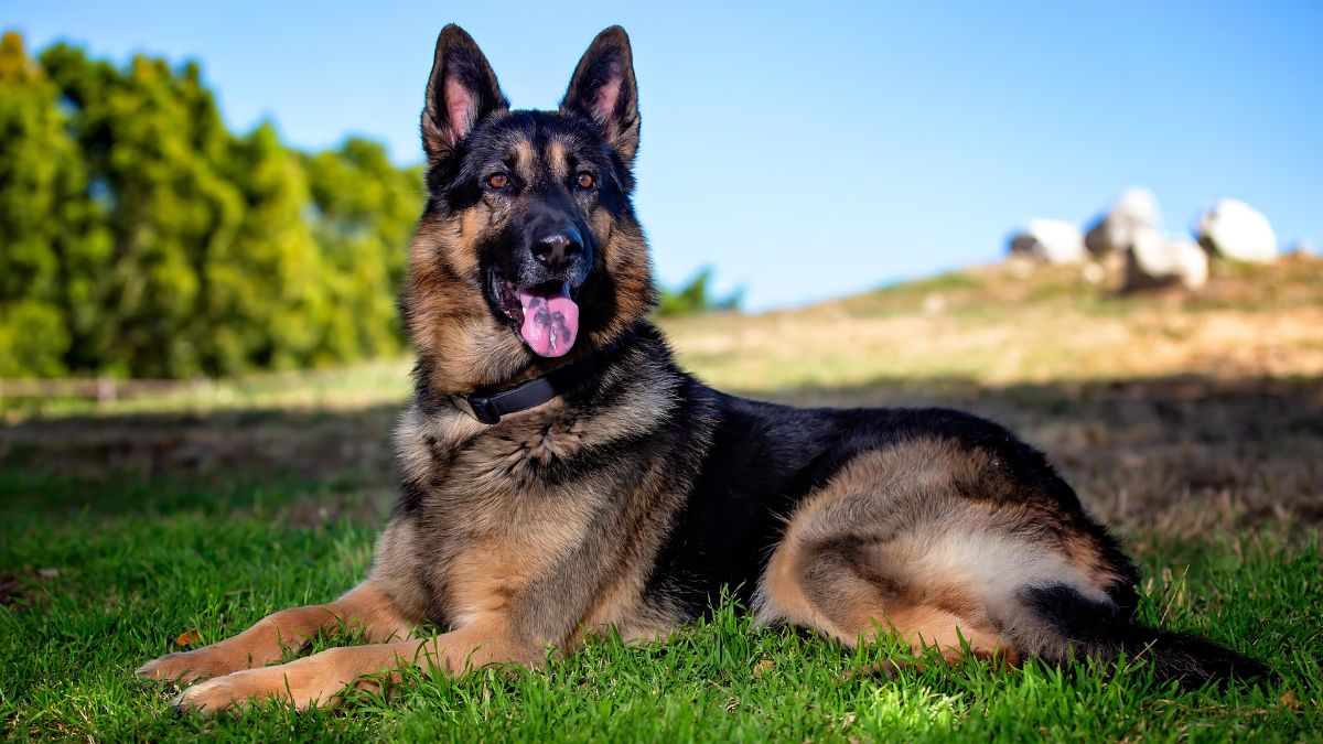 These 10 Dog Breeds Should NOT Be Around Small Children 6 German Shepherd