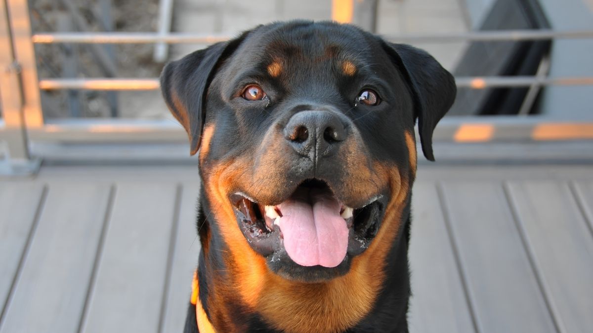 Top 10 Dog Breeds With The Highest Cancer Rate 6 Rottweiler
