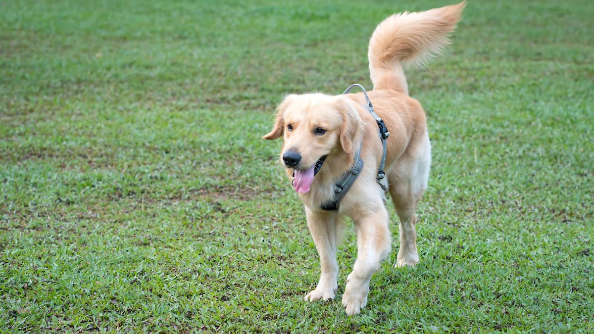 12 Signs Your Dog Loves You 8 Tail Wags Are A Good Sign