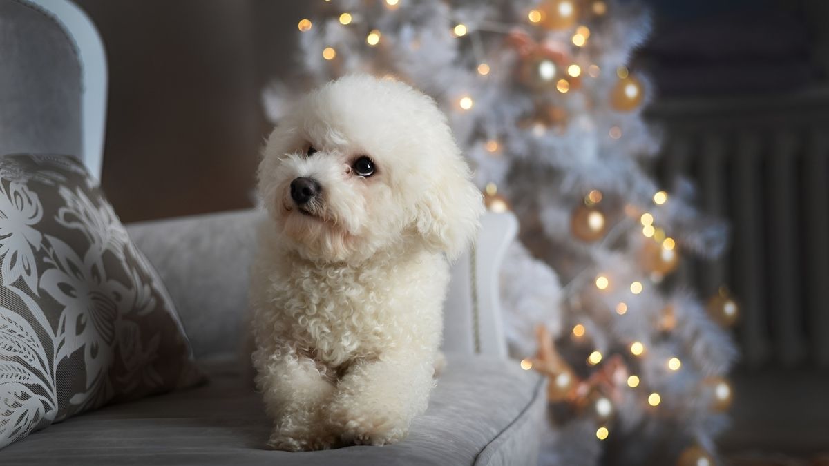 12 Dog Breeds That Live The Longest 7 Bichon Frise