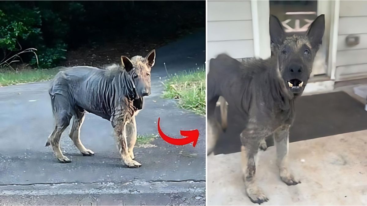 12 Dog Stories That Will Anger You 7 Life-Changing Rescue For Neglected German Shepherd