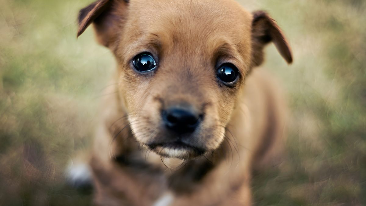 12 Signs Your Dog Loves You 7 They Stare At You And Holds Eye Contact