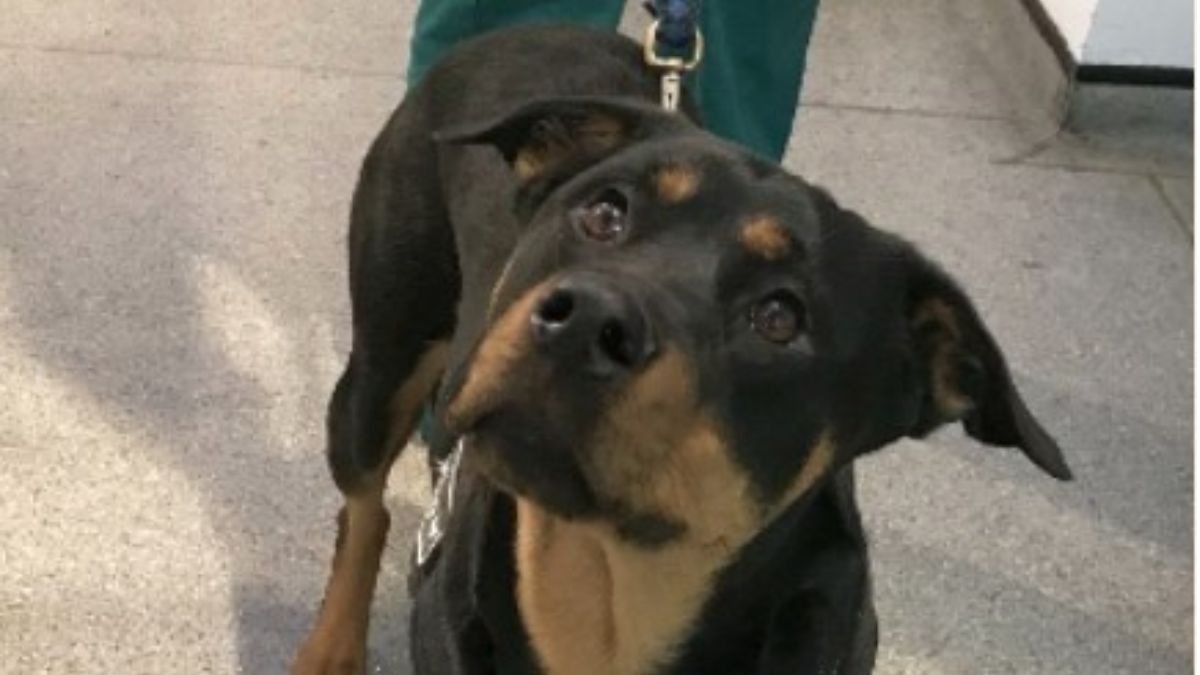 12 Dog Stories That Will Anger You 6 Abused Dog Suffers From Mental And Emotional Trauma
