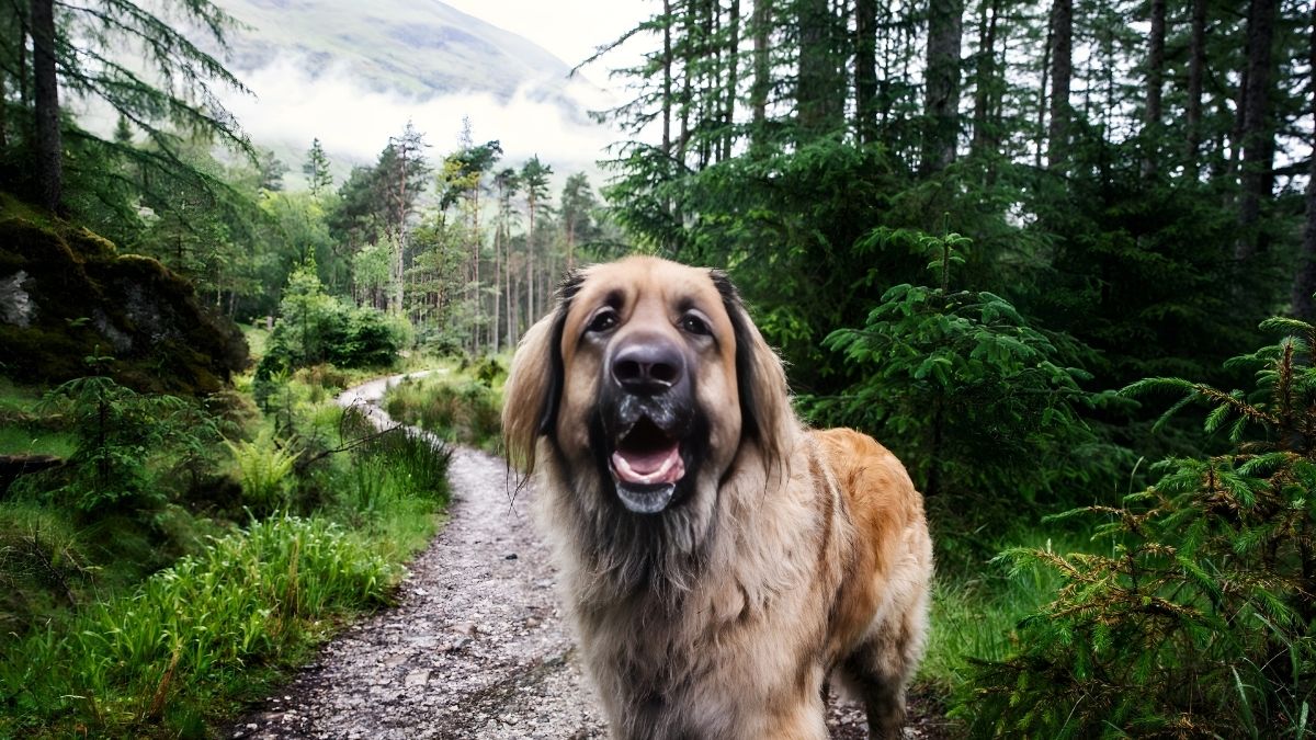 Top 10 Dog Breeds With The Highest Cancer Rate 4 8. Leonberger