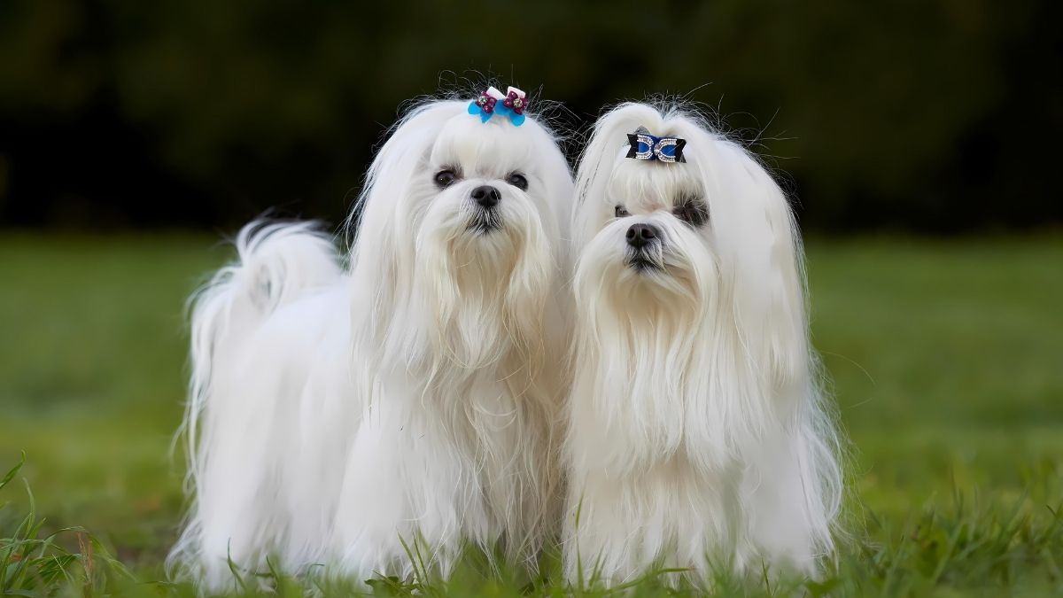 12 Dog Breeds That Live The Longest 6 Maltese