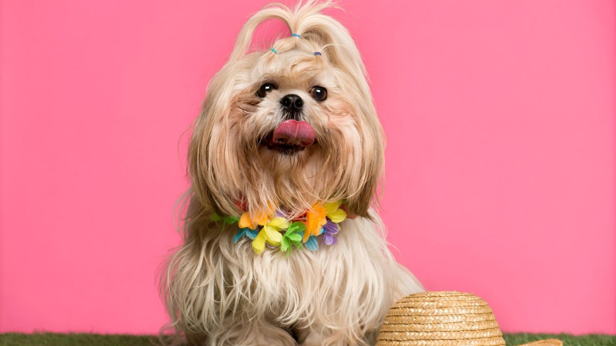 These 10 Dog Breeds Should NOT Be Around Small Children 4 Shih Tzu