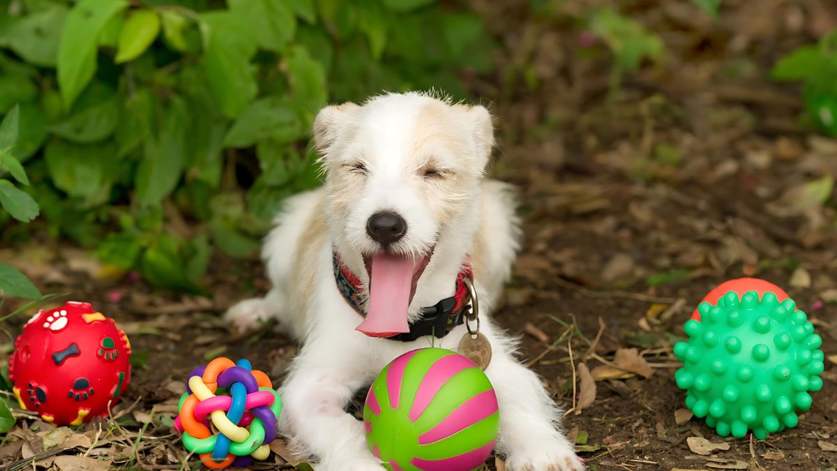 12 Signs Your Dog Loves You 6 They Present You With Their Toys