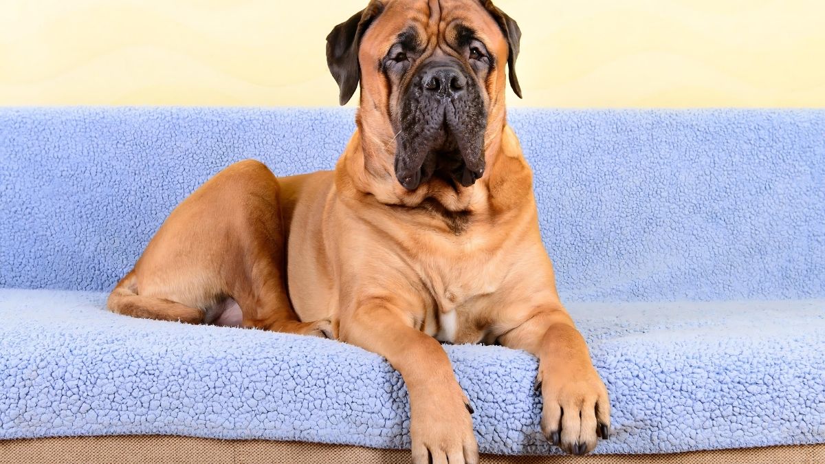 Top 10 Dog Breeds With The Highest Cancer Rate 3 Bullmastiff