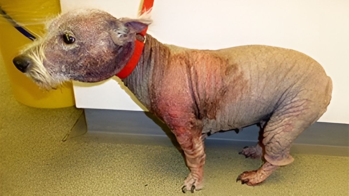 12 Dog Stories That Will Anger You 5 Magistrate Guilty Of Neglecting Dogs’ Severe Skin Condition