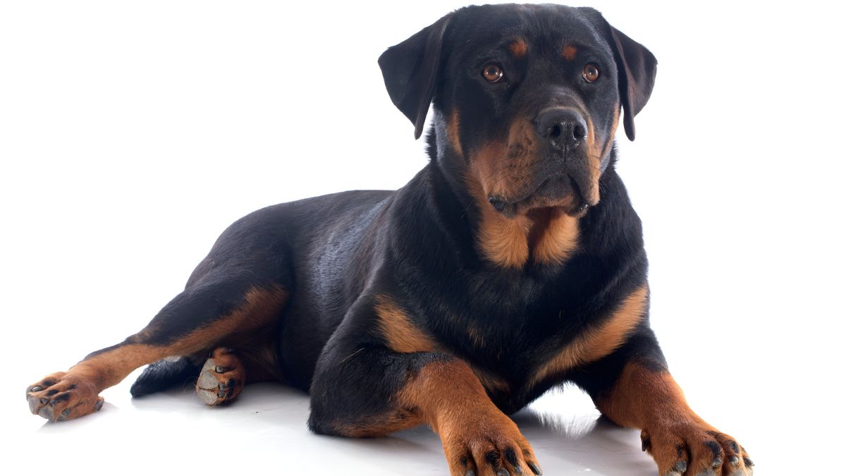 These 10 Dog Breeds Should NOT Be Around Small Children 3 Rottweiler