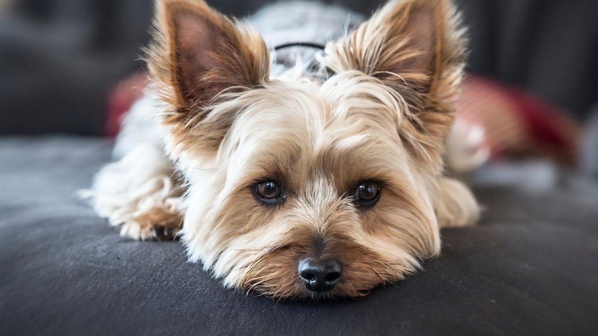 12 Dog Breeds That Live The Longest 5 Yorkshire Terrier