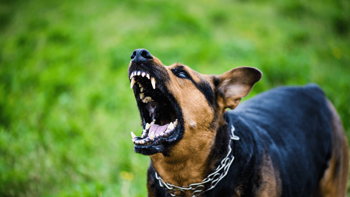 10 Dangerous Dog Behaviors You Should Never Ignore 11 Aggressive behavior in dogs