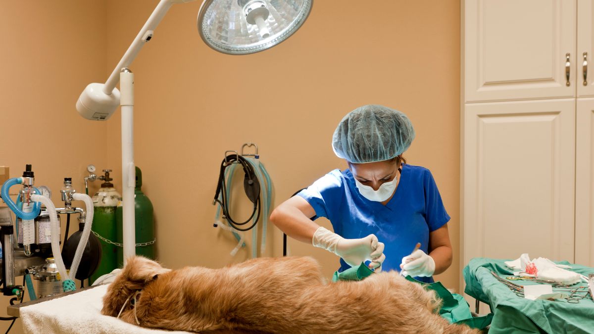 10 Deadly Diseases Your Dog Can Catch From Other Dogs 11 Cancer
