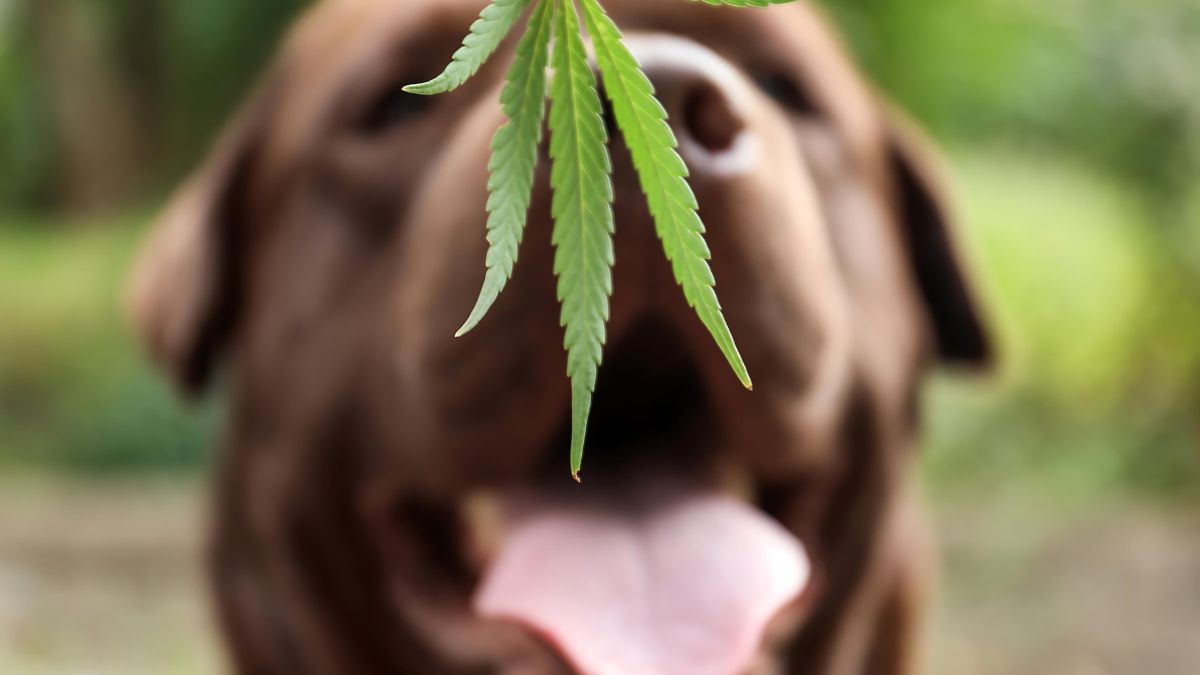 10 Ways Your Dog Could Get Hurt At The Park 11 Drugs