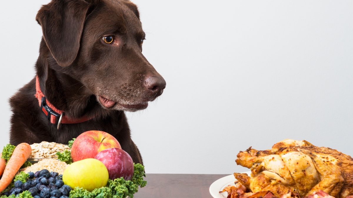 10 Hidden Traps in Your Home That Will Hurt Your Dog 11 Human Food