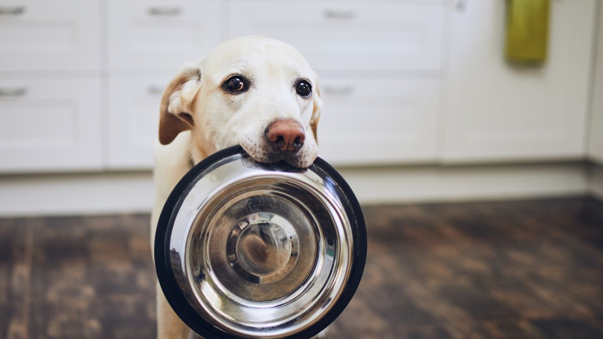 15 Fatal Dog Training Mistakes You Might Be Making 16 Leaving Food Within Reach