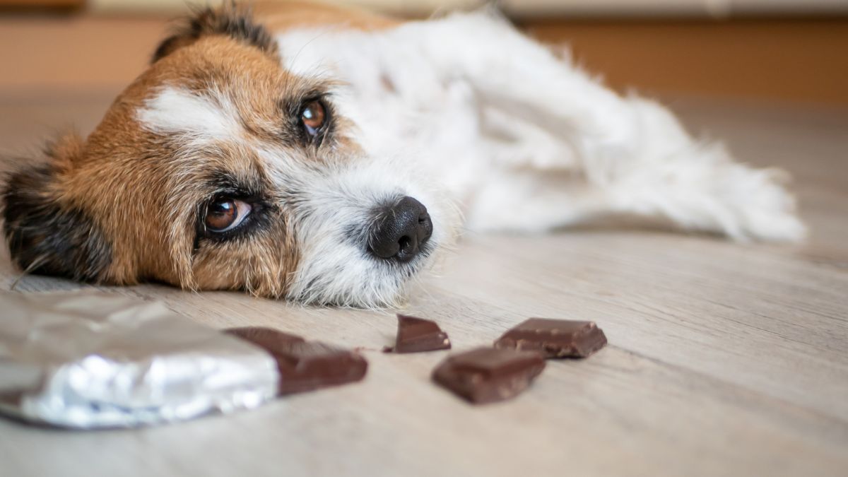 10 Critical First Aid Skills Every Dog Owner Must Know to Save Their Pet’s Life 11 Poisoning And Toxin Awareness