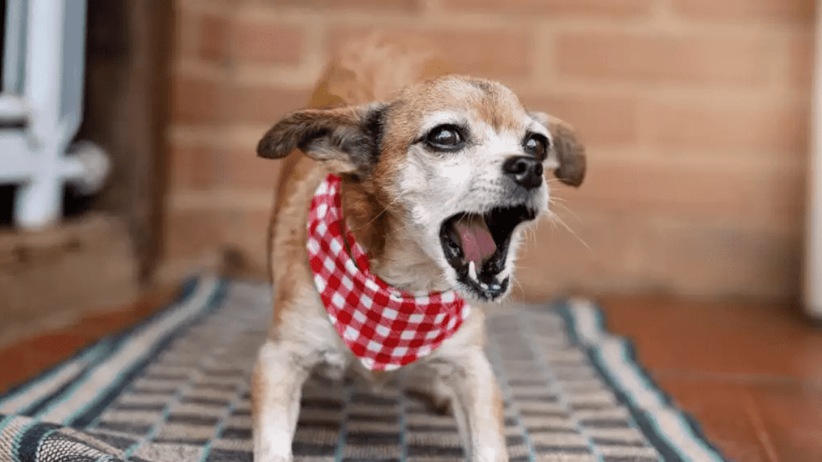 10 Dangerous Dog Behaviors You Should Never Ignore 2 Excessive Barking in dogs
