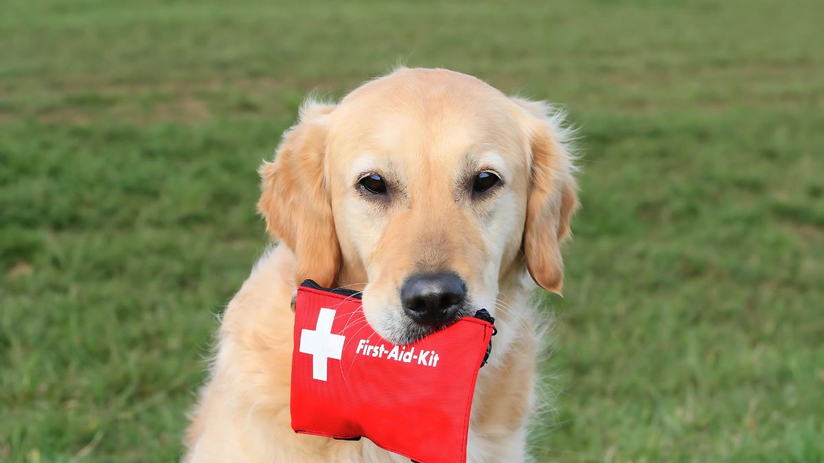 10 Critical First Aid Skills Every Dog Owner Must Know to Save Their Pet’s Life 2 Basic First Aid