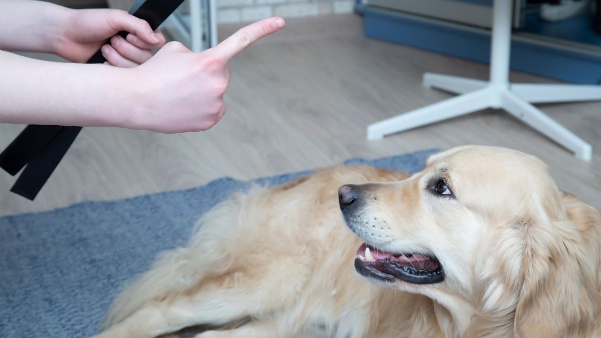 15 Fatal Dog Training Mistakes You Might Be Making 7 Harsh Discipline