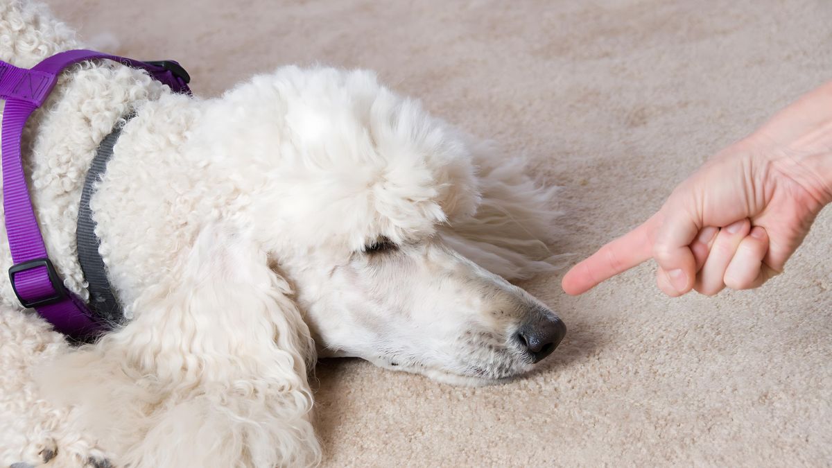 15 Fatal Dog Training Mistakes You Might Be Making 6 Being Impatient With Your Dog’s Aggression
