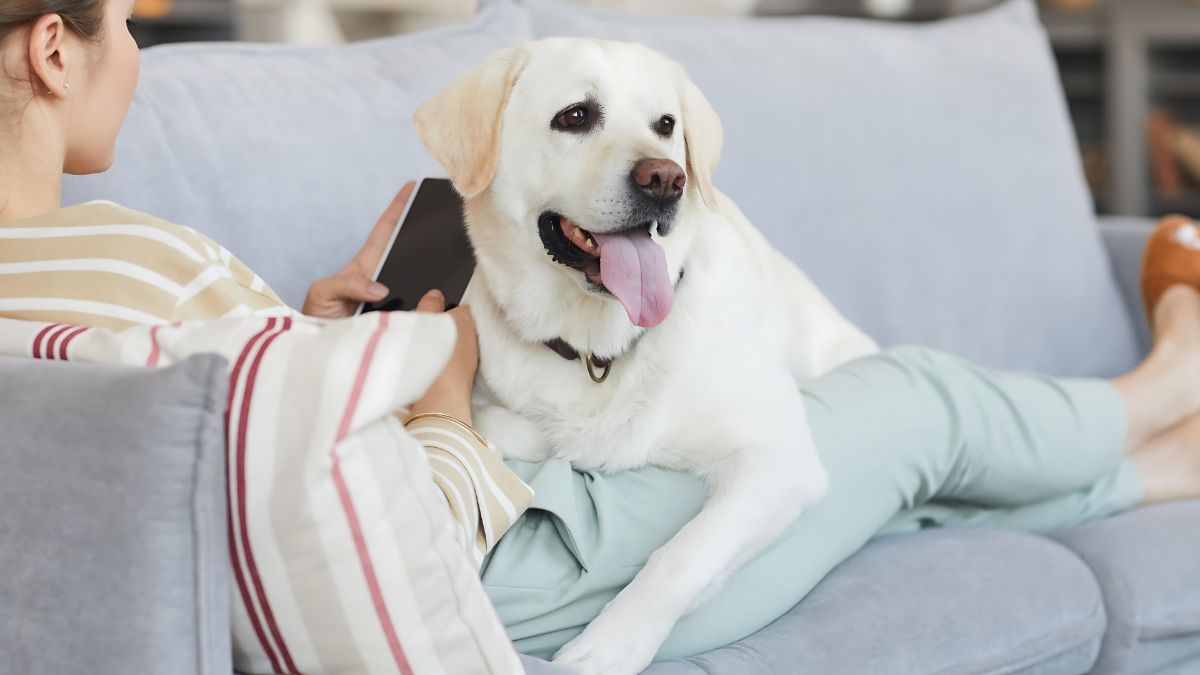15 Fatal Dog Training Mistakes You Might Be Making 5 Inconsistency
