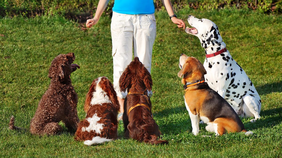 15 Fatal Dog Training Mistakes You Might Be Making 3 Not Training Enough