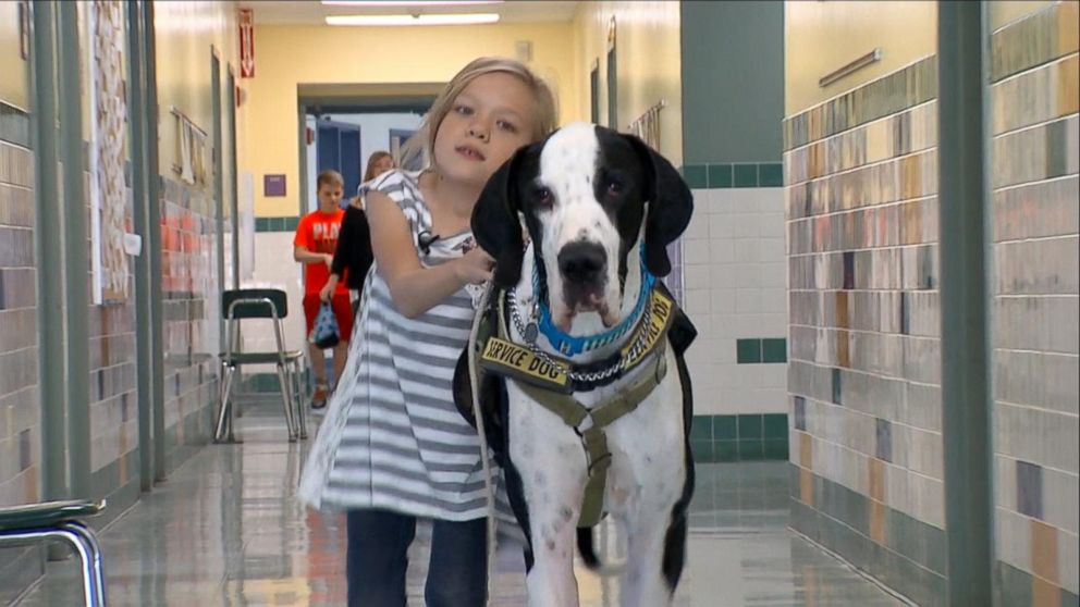 Service Dog Gets Reward for Helping a Child with Rare Disease Walk 4 George walking Bella around school