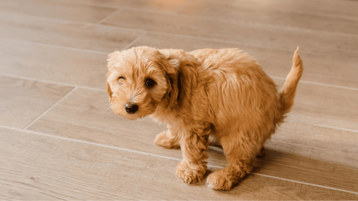 10 Dangerous Dog Behaviors You Should Never Ignore 10 Inappropriate elimination in dogs