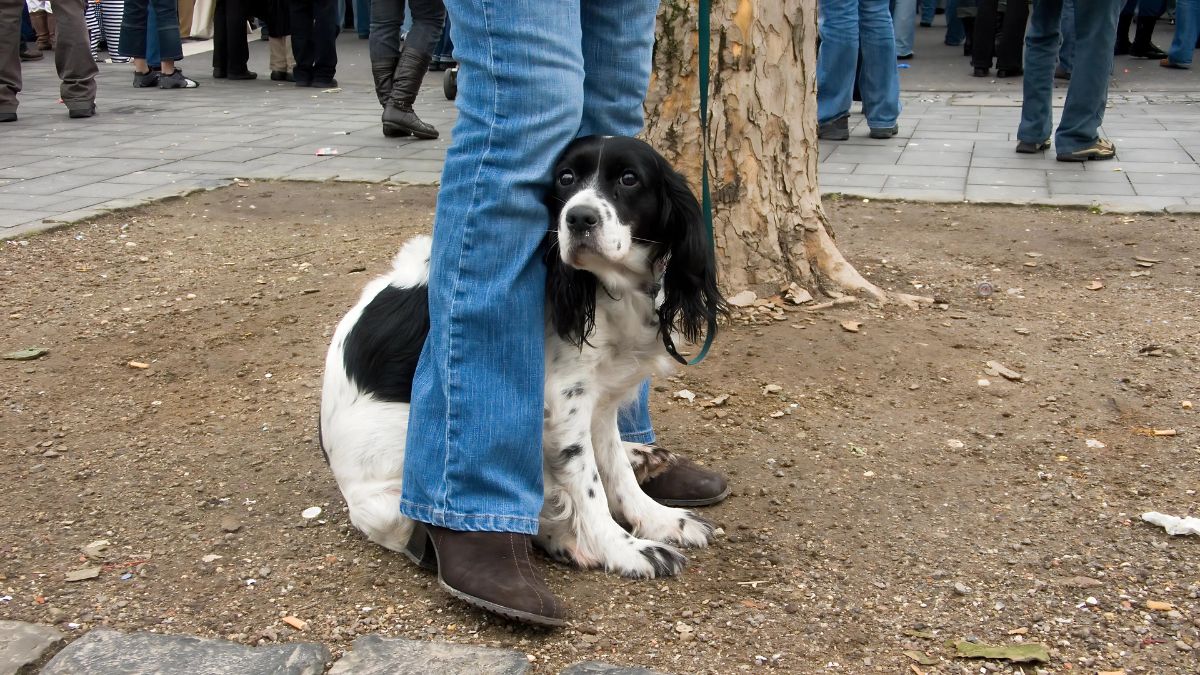 15 Fatal Dog Training Mistakes You Might Be Making 15 Being Unaware Of Fear And Anxiety Signals