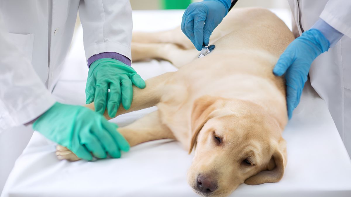10 Ways Your Dog Could Get Hurt At The Park 10 Canine Parvovirus