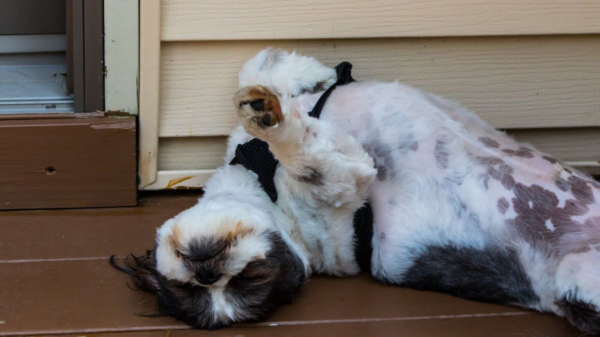 10 Critical First Aid Skills Every Dog Owner Must Know to Save Their Pet’s Life 10 Handling Seizures