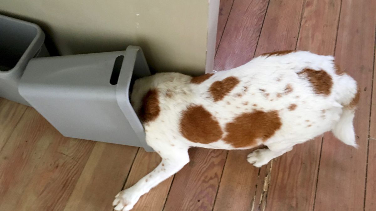 10 Hidden Traps in Your Home That Will Hurt Your Dog 10 Open Trash Bins