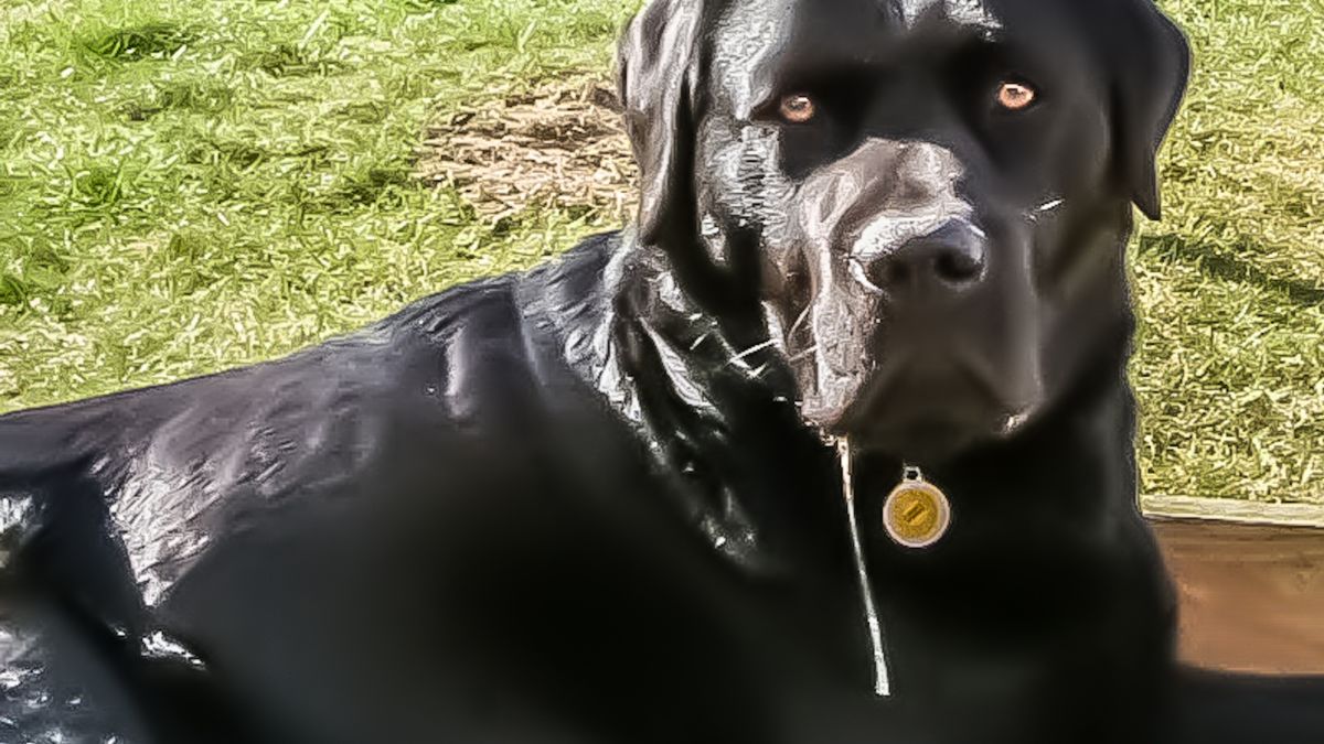 10 Deadly Diseases Your Dog Can Catch From Other Dogs 10 Rabies