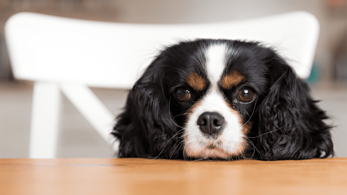 10 Dangerous Dog Behaviors You Should Never Ignore 9 Dog begging for food