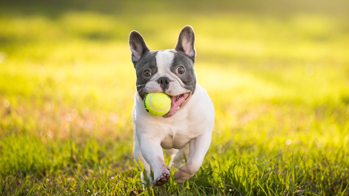 10 Critical First Aid Skills Every Dog Owner Must Know to Save Their Pet’s Life 9 Choking Hazards and Heimlich Maneuver
