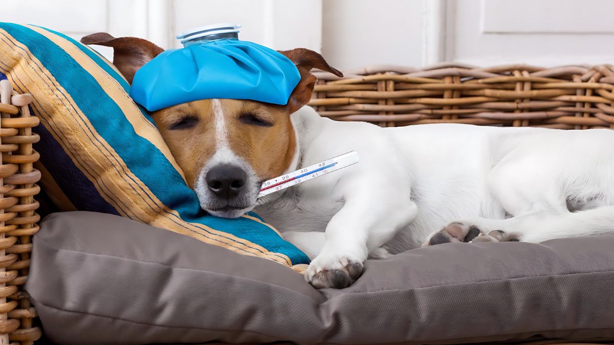 10 Ways Your Dog Could Get Hurt At The Park 9 3. Kennel Cough