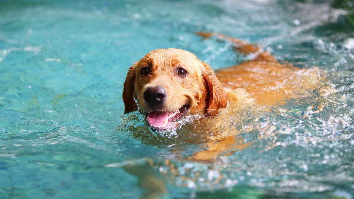 10 Critical First Aid Skills Every Dog Owner Must Know to Save Their Pet’s Life 8 CPR And Rescue Breathing