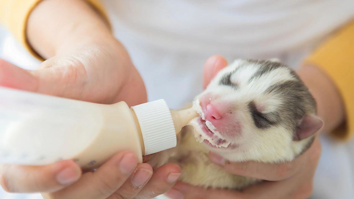 10 Deadly Diseases Your Dog Can Catch From Other Dogs 8 Canine Herpesvirus (HPV)