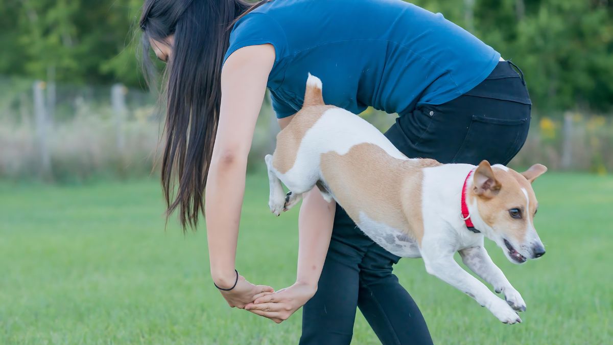 15 Fatal Dog Training Mistakes You Might Be Making 13 Getting Ahead Of Yourself And Your Dog
