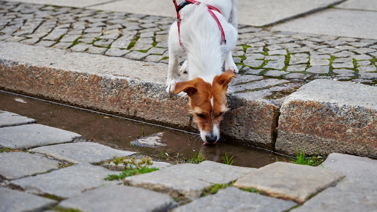 10 Ways Your Dog Could Get Hurt At The Park 8 Giardia