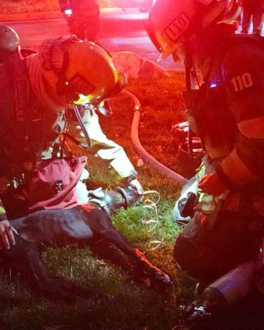 Dog Receives CPR from Firefighters After an Apartment Blaze 2 Unconscious dog gets CPR from firefighters
