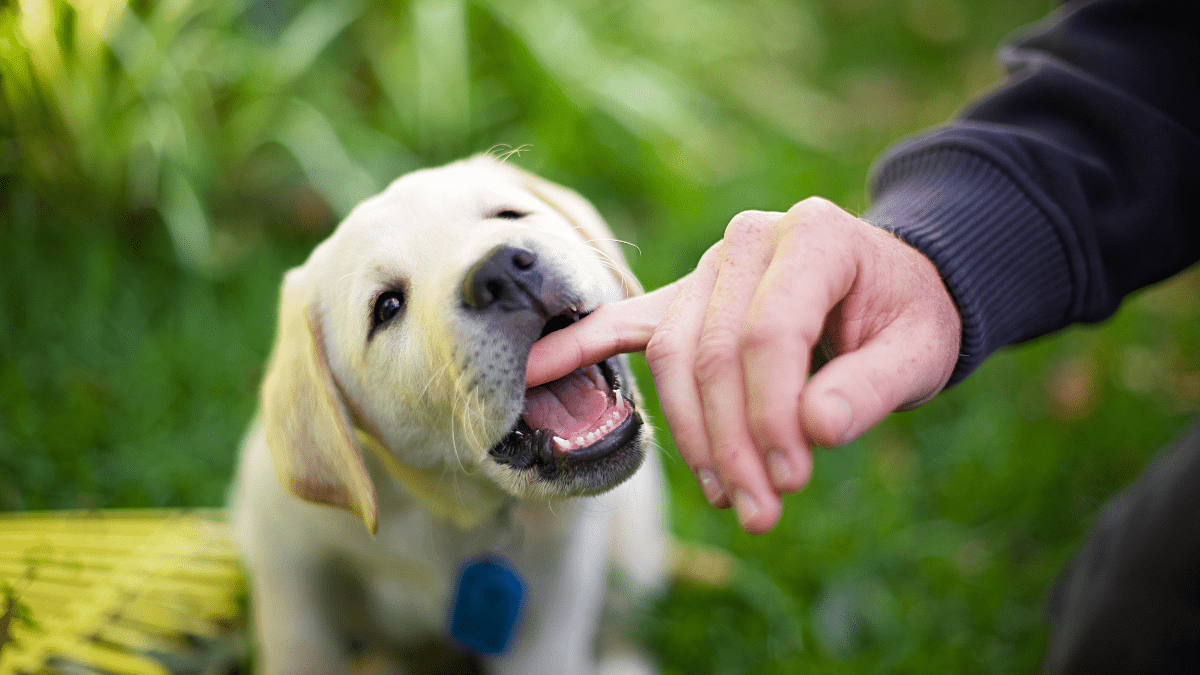 10 Dangerous Dog Behaviors You Should Never Ignore 7 Nipping or play biting in dogs
